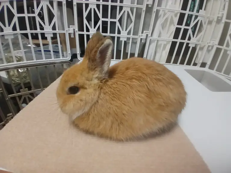 Netherland Dwarf rabbit sitting in a loaf position with feet tucked under
