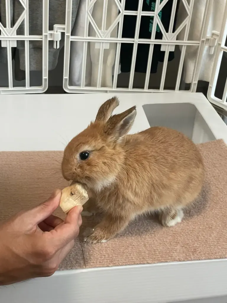 Dwarf rabbit nibbling a piece of sugarcane treat