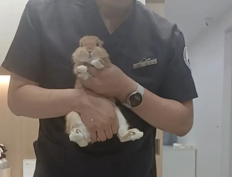 Veterinarian in dark scrubs holding a young Netherland Dwarf rabbit at a clinic