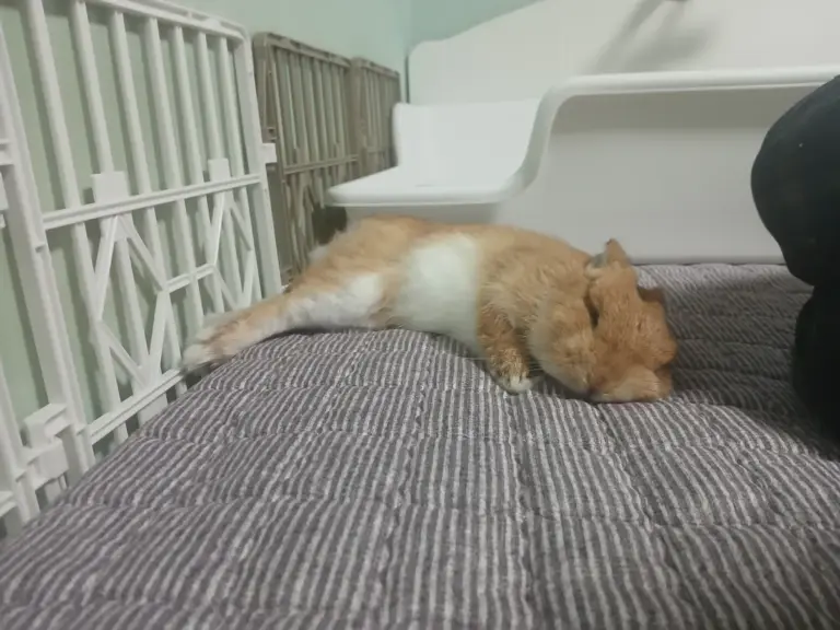 Dwarf rabbit flopped on his side, fully relaxed, napping during the day