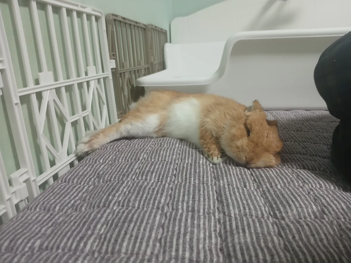 Dwarf rabbit flopped on his side, fully relaxed