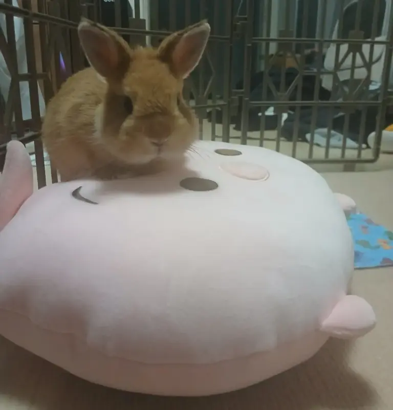 Dwarf rabbit loafing on top of a pig plush cushion