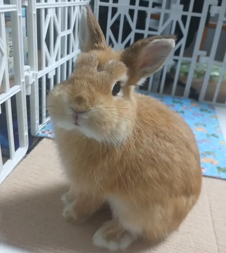 Dwarf rabbit sitting up on carpet tiles inside a white wire grid pen