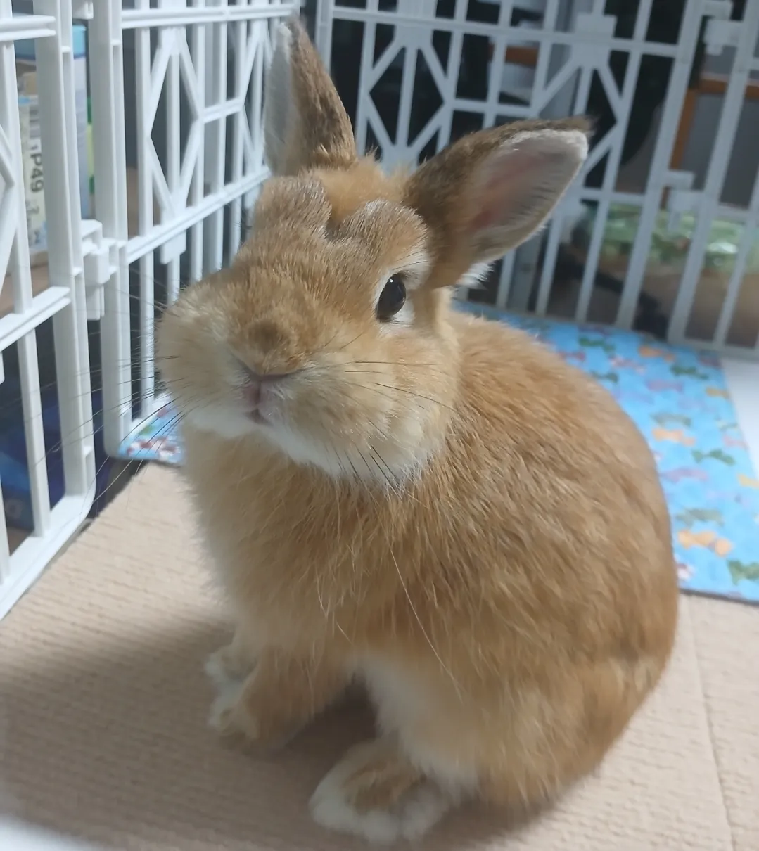 Dwarf rabbit sitting up on carpet tiles inside a white grid pen
