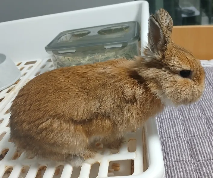 Dwarf rabbit with both ears standing straight up, alert