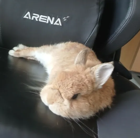 Dwarf rabbit flopped over on a chair