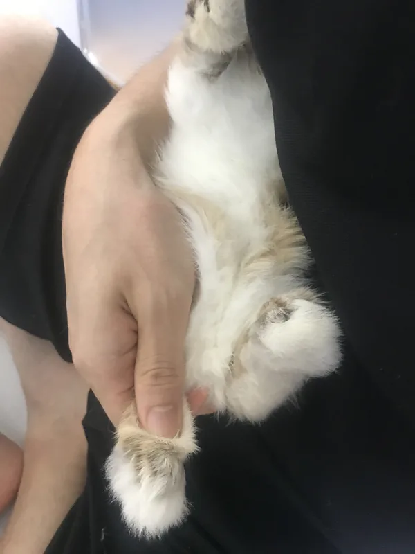 Holding a dwarf rabbit's back paw in trimming position