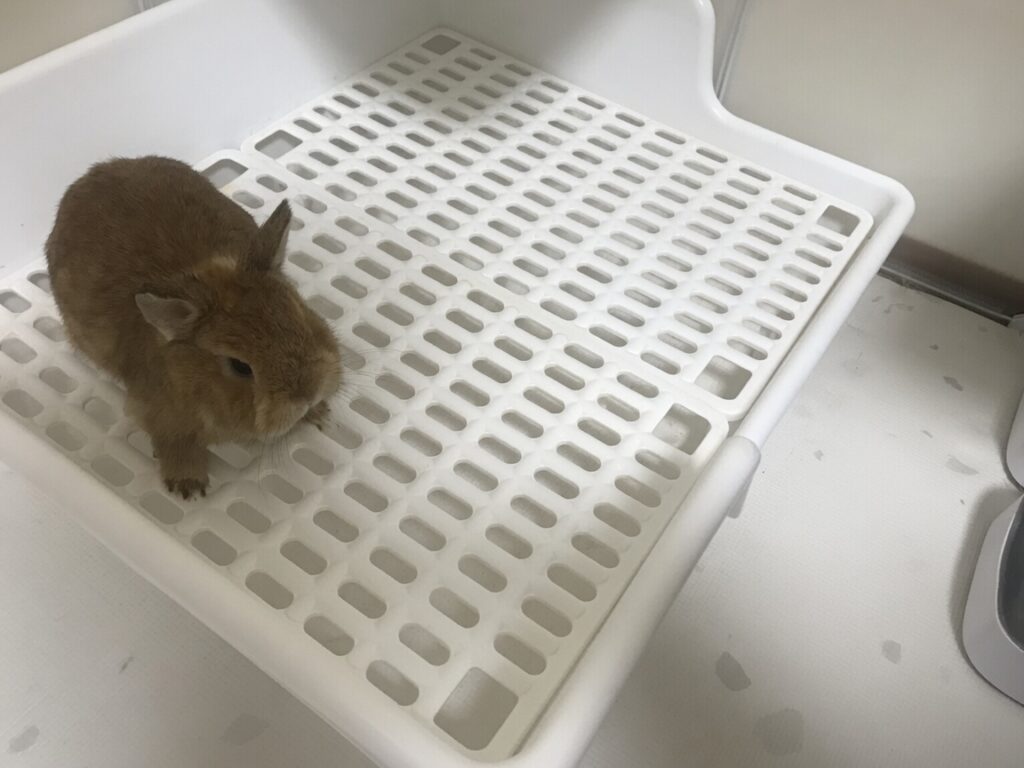 Dwarf rabbit sitting in his litter box
