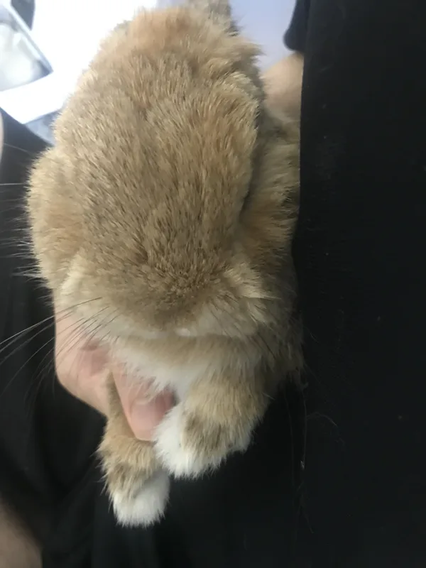 Holding a dwarf rabbit's front paw in trimming position