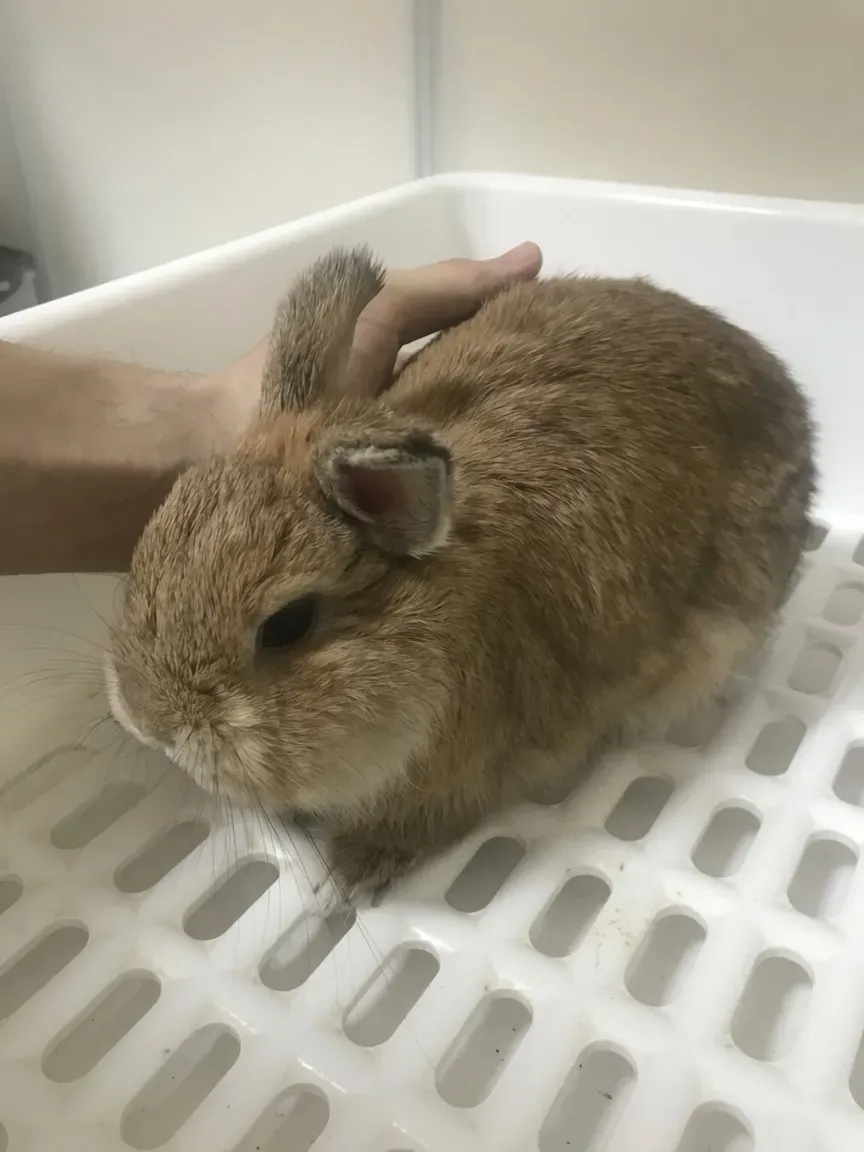 Netherlands Dwarf rabbit closeup in litter box