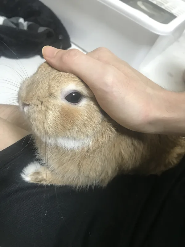 Petting a dwarf rabbit to keep him calm after a nail trim