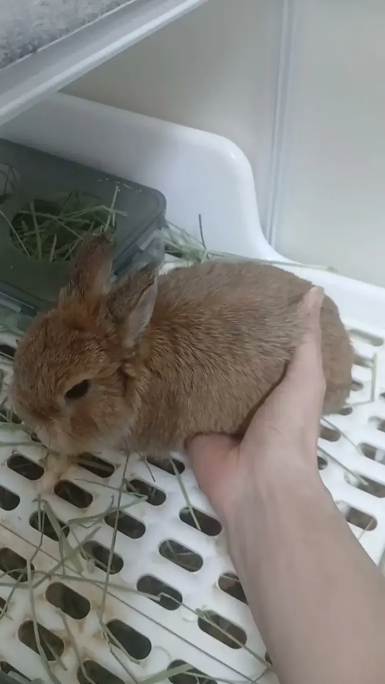 Gentle belly massage on a dwarf rabbit, step one