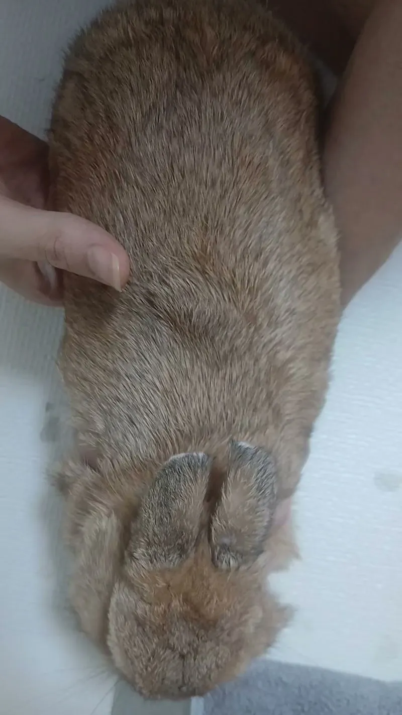 Supporting a rabbit with one hand while massaging the lower belly with the other