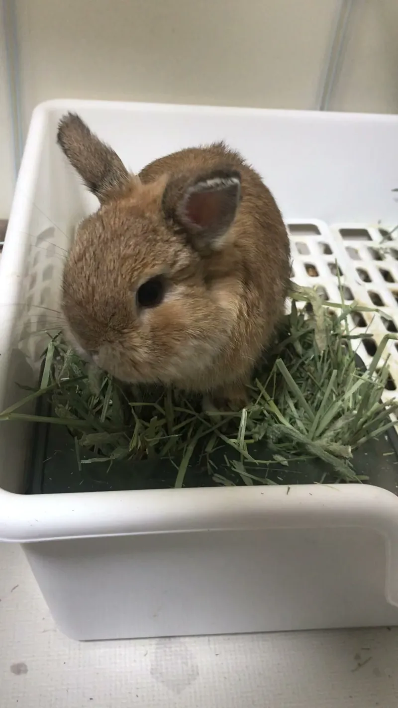 Dwarf rabbit munching timothy hay from the feeder