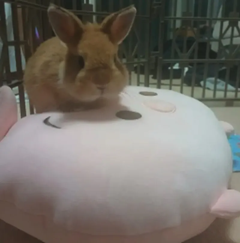 Netherlands Dwarf rabbit resting on a cushion