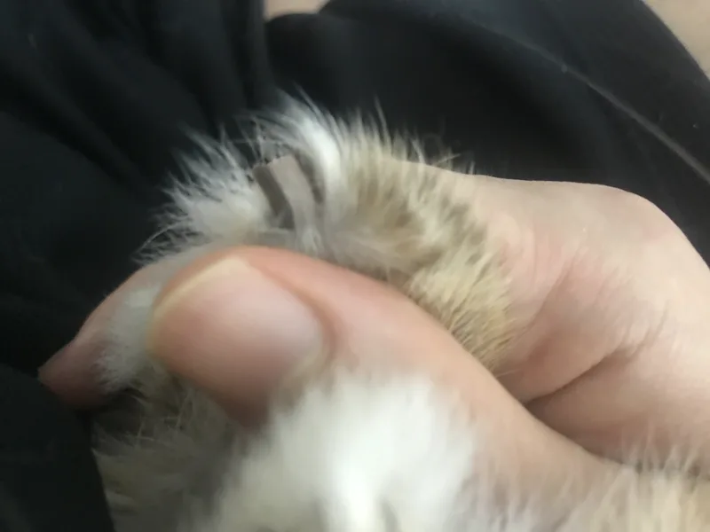 Close-up of rabbit paw showing nails