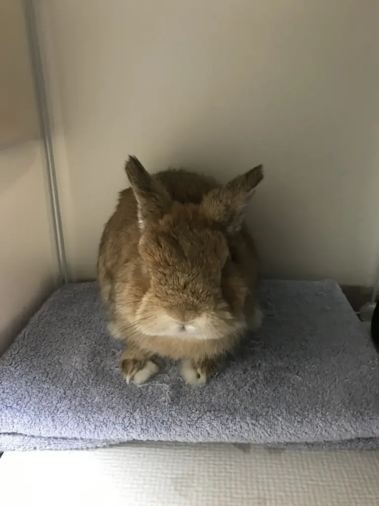 Dwarf rabbit resting on the towel-wrapped ice pack and stainless mat setup in summer