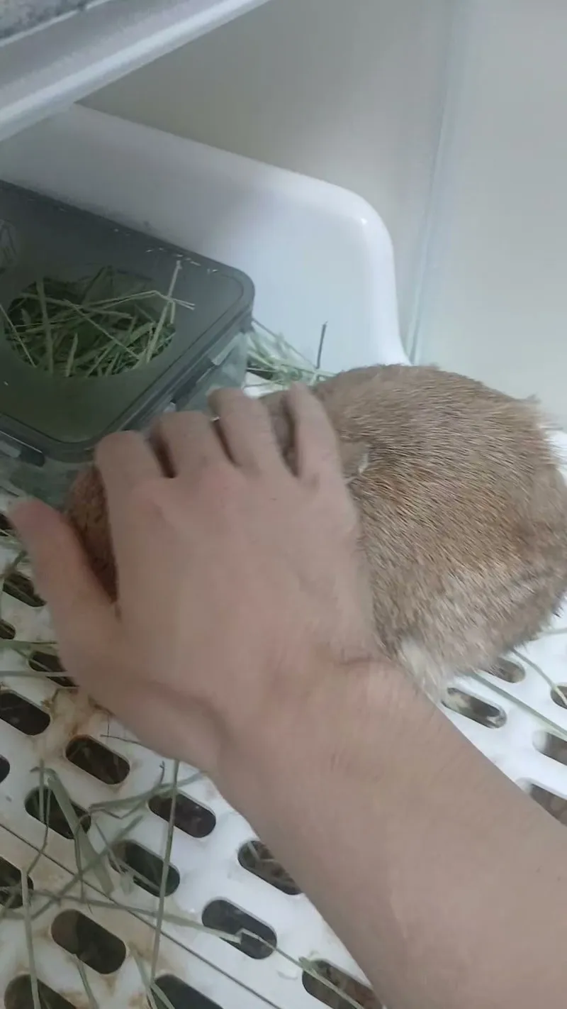 Petting a rabbit from head to back to calm them before belly massage