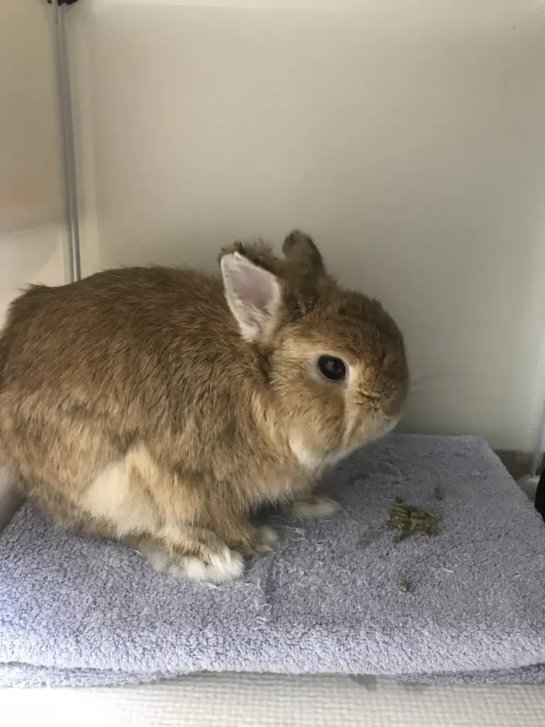Dwarf rabbit taking a treat on a cooling mat