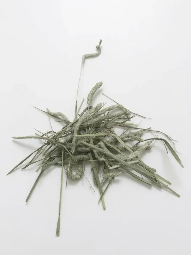 Close-up of first cutting timothy hay strands