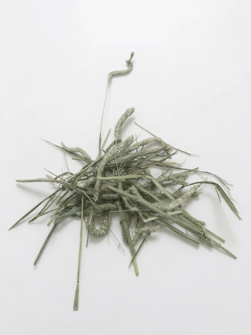 Close-up of 1st cutting timothy hay showing thick stems and seed heads