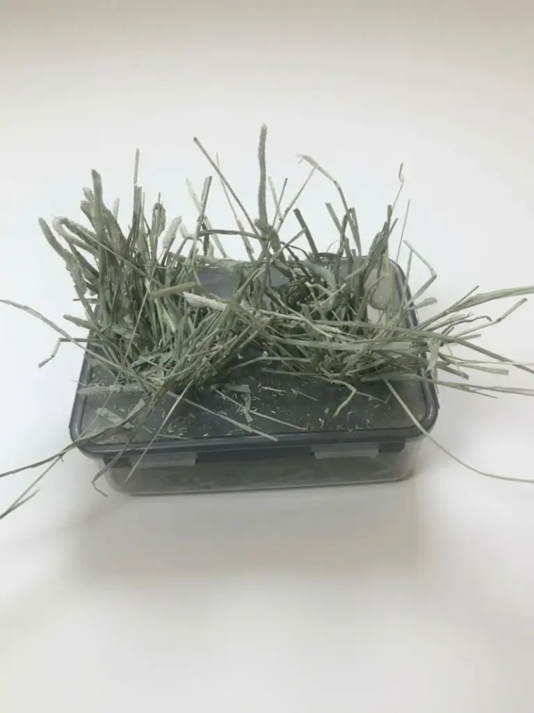 Plastic bin hay feeder for rabbits with timothy hay sticking out through the openings in the lid