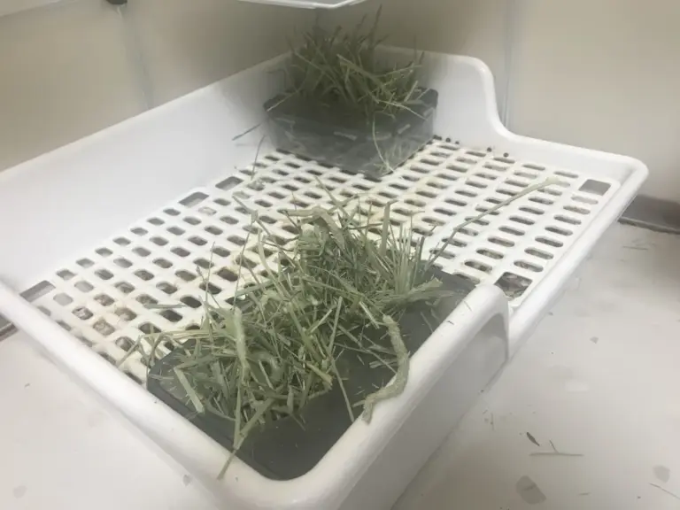 Two plastic bin hay feeders sitting above a rabbit litter box with a white grid