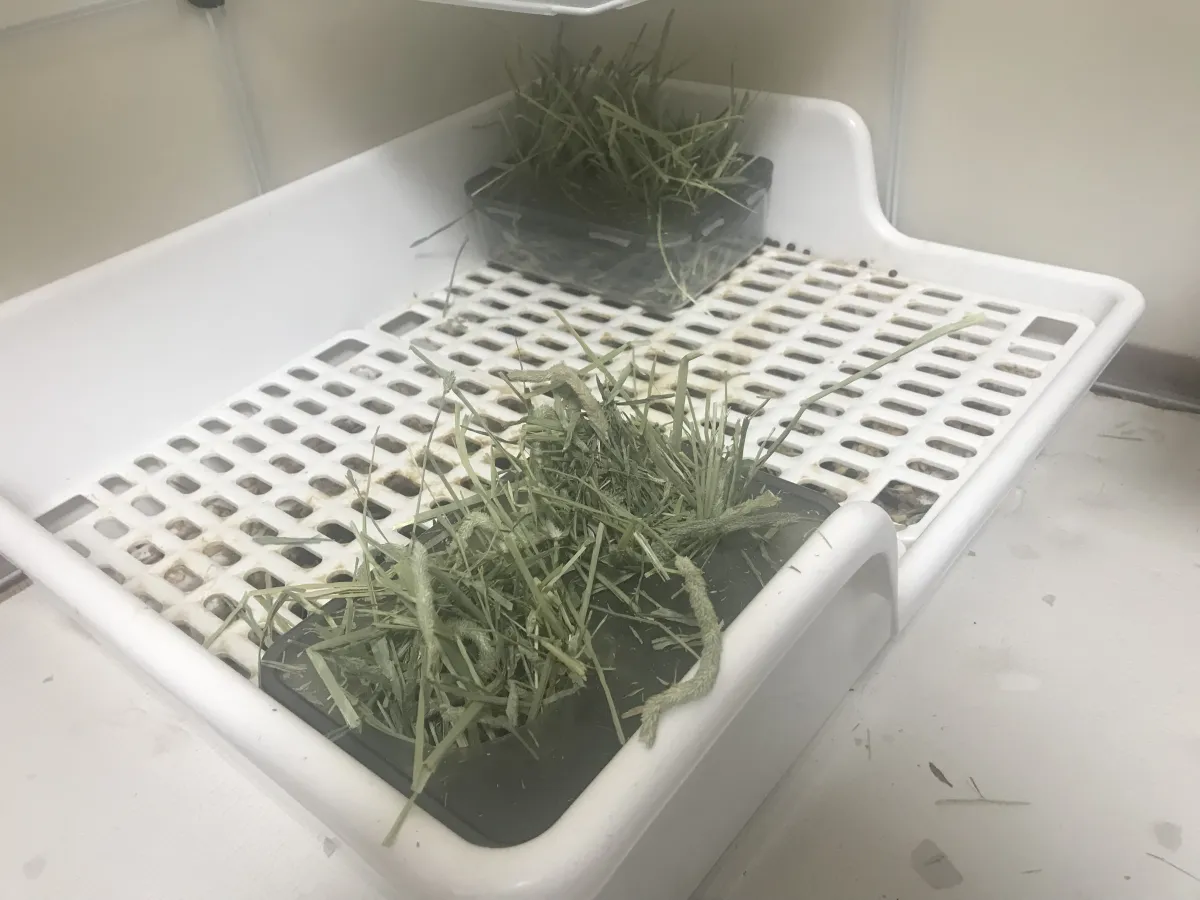 Two hay feeders placed above a rabbit litter box