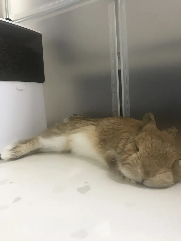 Dwarf rabbit flopped inside his DIY panel enclosure