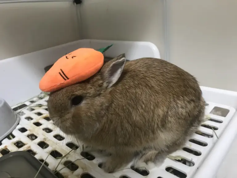 Carrot plush toy placed playfully on a dwarf rabbit's head like a hat