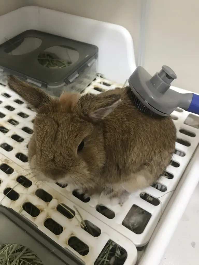 Brushing a dwarf rabbit's back with a slicker brush