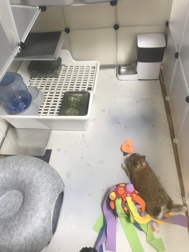 Wide view of a DIY rabbit enclosure built from opaque panels, with a dwarf rabbit resting inside next to his toys and feeding station