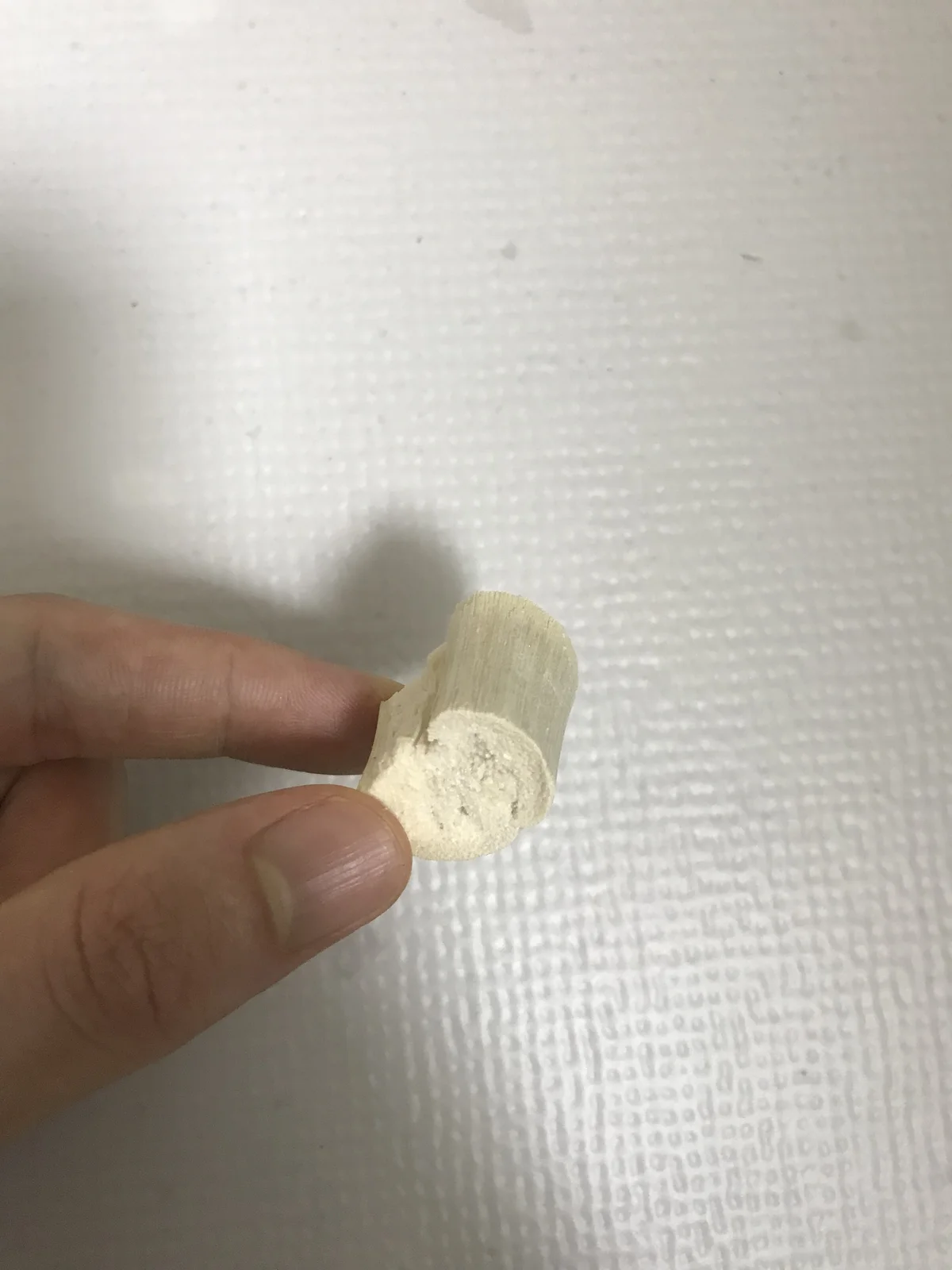 A single piece of freeze-dried sugarcane, the one daily treat in my rabbit's diet