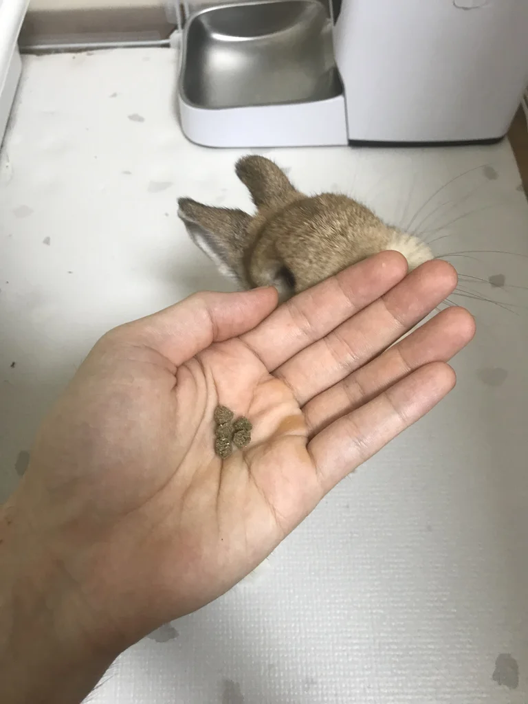 A palm holding Genesis timothy pellets while a dwarf rabbit sniffs eagerly