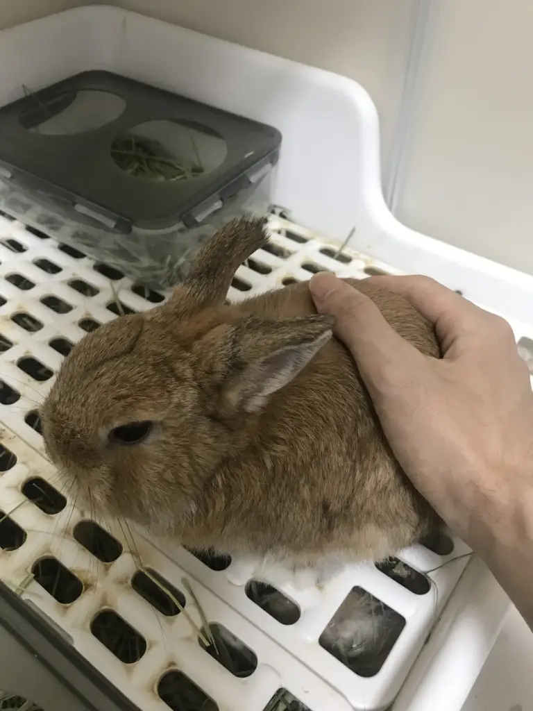 Hand grooming a dwarf rabbit before brushing