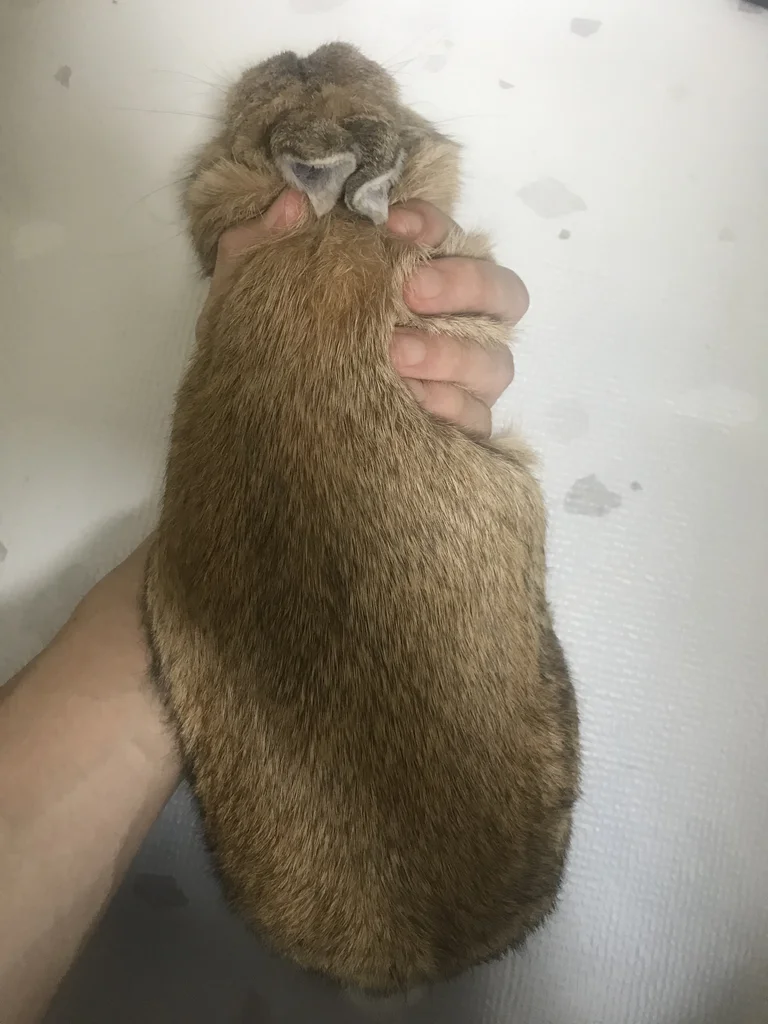 Left hand sliding palm-up under a rabbit belly, fingers securing the front legs and chest before lifting