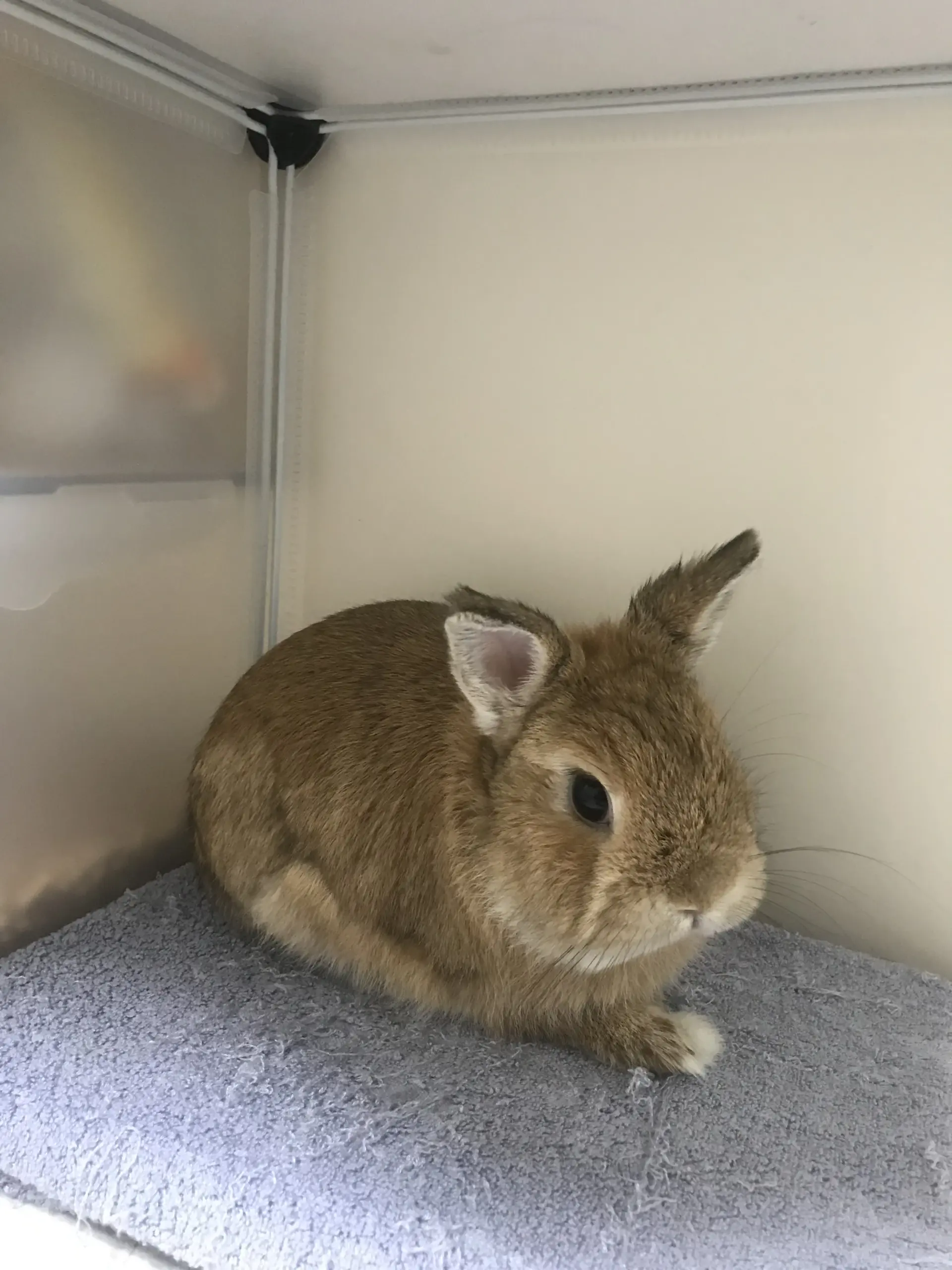 Healthy adult dwarf rabbit long after his neuter