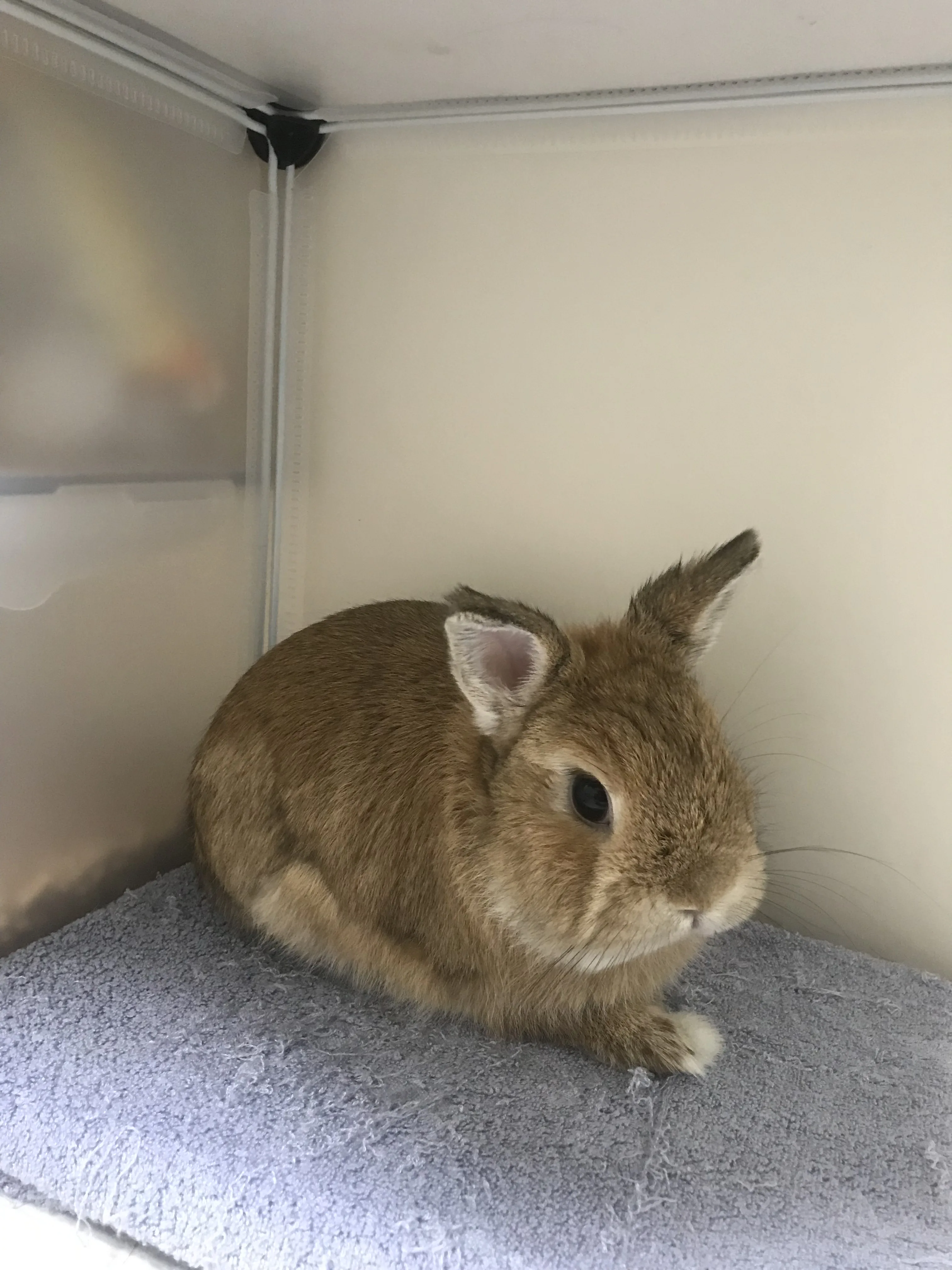 Neutered Netherlands Dwarf rabbit looking alert with ears up
