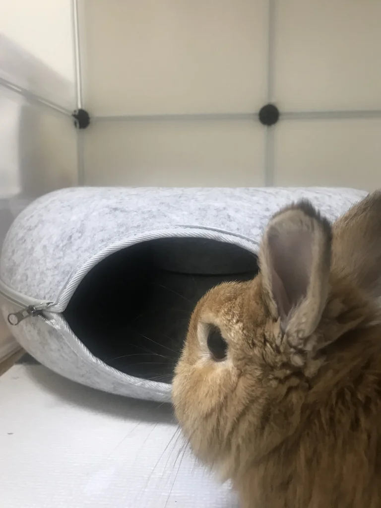 Dwarf rabbit next to a gray felt donut-shaped hideout inside his enclosure