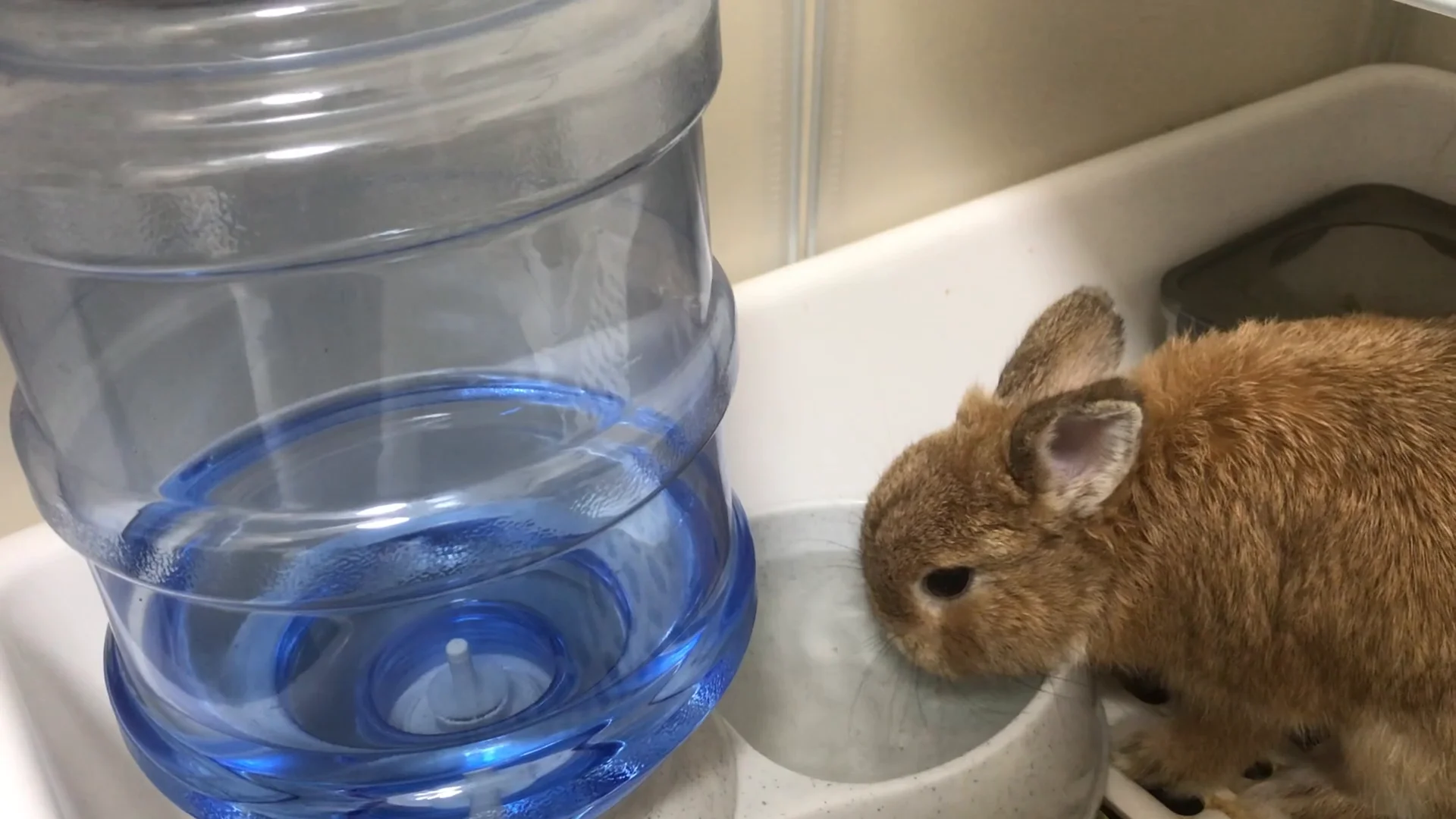 Netherland Dwarf rabbit drinking from the bowl of a gravity-fed 3L water dispenser
