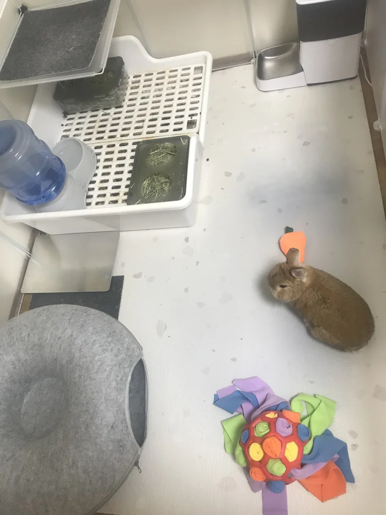 Litter-trained rabbit enclosure on an ordinary day: clean floor, litter station with hay feeders, snuffle ball and carrot toy, felt hideout