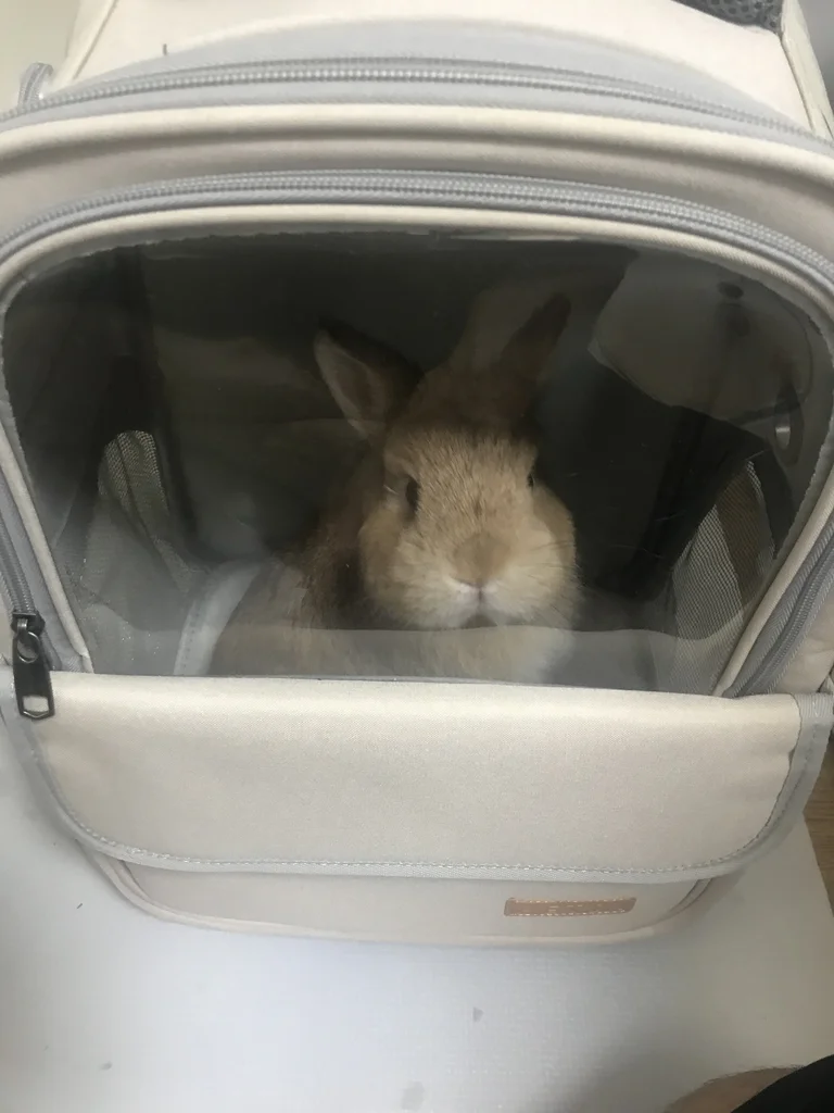 Netherland Dwarf rabbit sitting inside a clear-window pet carrier backpack