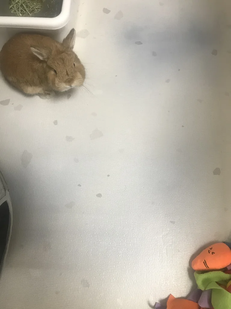 Netherland Dwarf rabbit sitting calmly in a loaf position on white cushion mats inside his enclosure, with a plush carrot and snuffle ball toys nearby