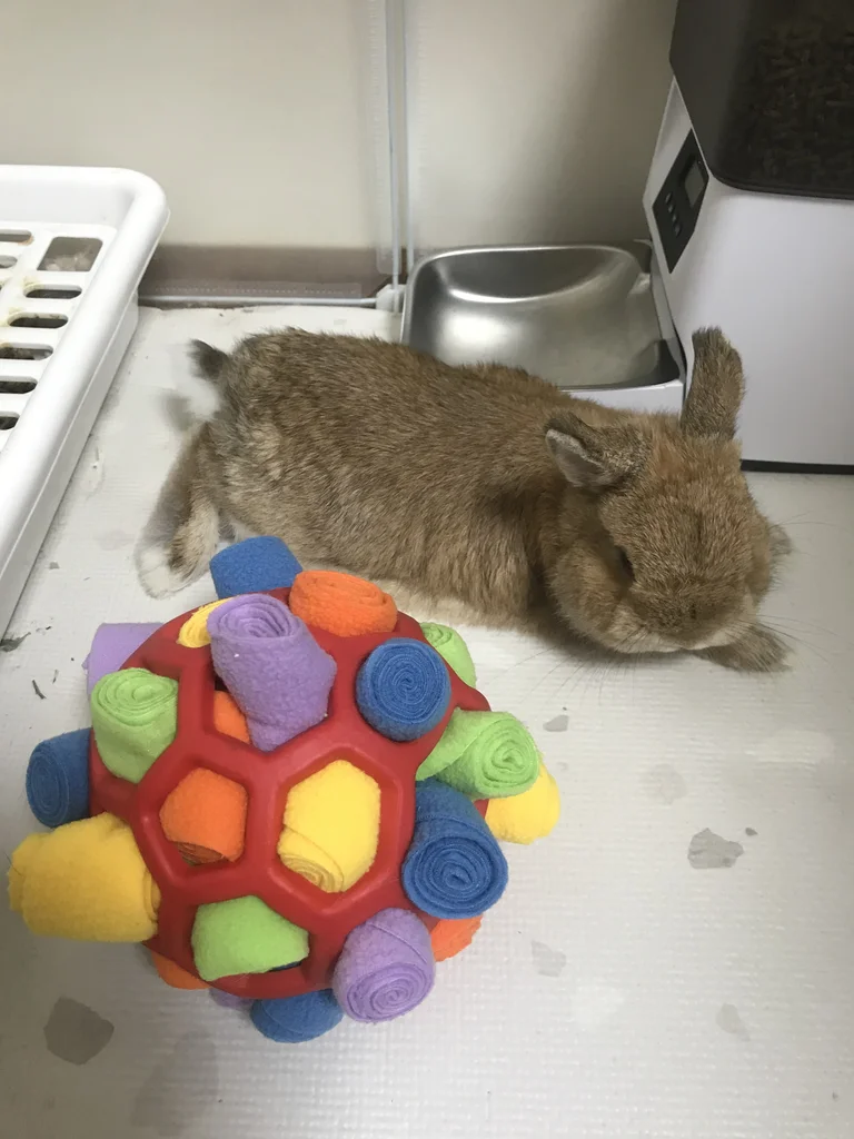 Netherland Dwarf rabbit next to a colorful snuffle ball stuffed with rolled fleece strips
