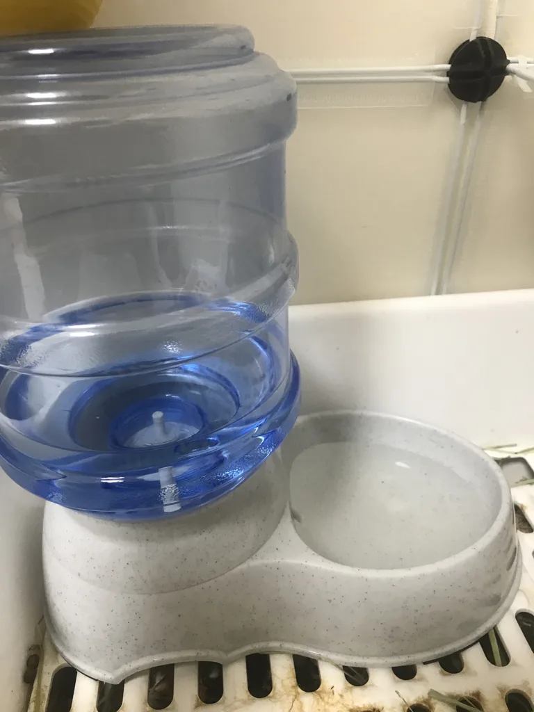 3-liter gravity water dispenser assembled for a rabbit