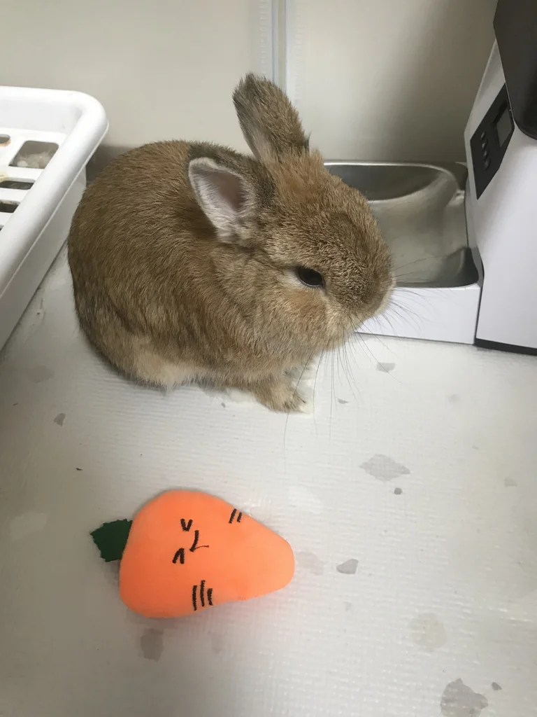 Netherland Dwarf rabbit sitting on the floor next to a small orange carrot plush toy