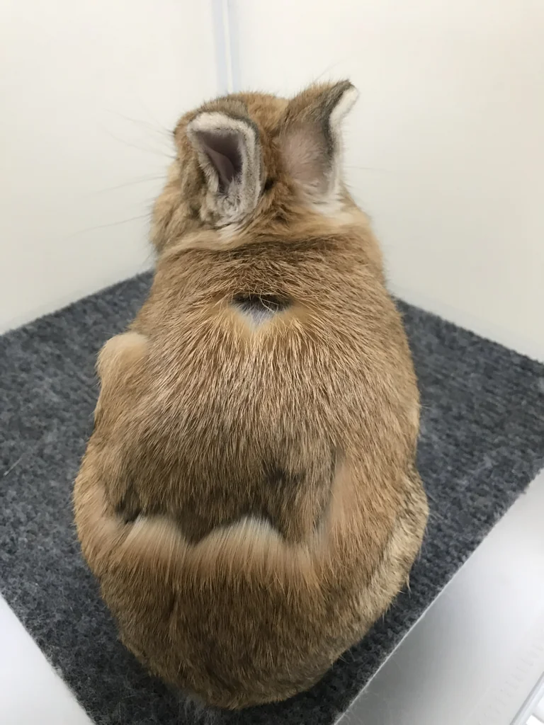 Tide line on a molting rabbit seen from above: a dark boundary across the back where the new coat is replacing the old