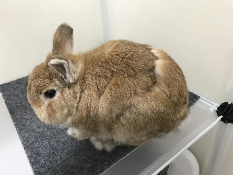 Side view of a rabbit mid-molt with a visible fur boundary along the flank and hindquarters